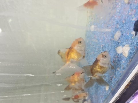 Oranda japon balığı