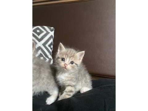 1 aylık scottish fold dişi