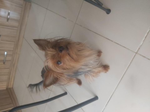 Uysal yorkshire terrier prenses venus