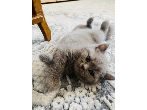 İki aylık dört scottish fold yavrumuz