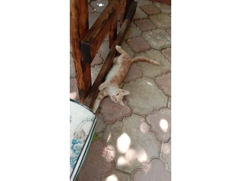 Bu minik yavru kediye yuva aranıyor