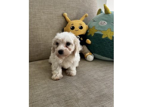 Yavru kore maltese