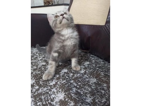İki aylık erkek british shorthair