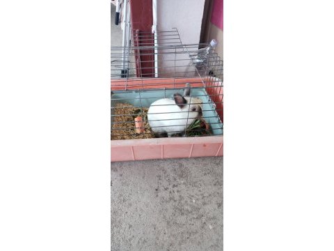 Cüce tavşan 9 aylık