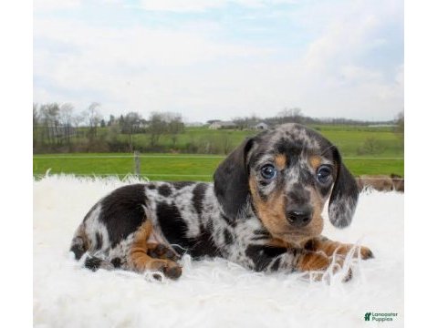 Nadir bulunan blue merle dachshund bebeğimiz aşılı