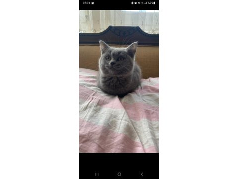 British shorthair 2,5 aylık kedimiz