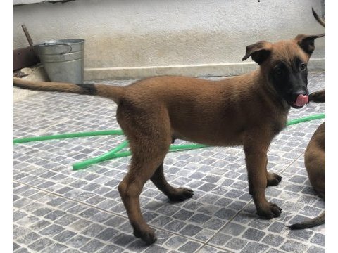 Safkan ırk garantili belçika kurdu