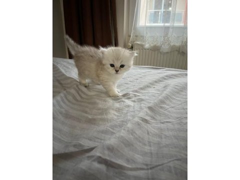 Minik british longhair prens