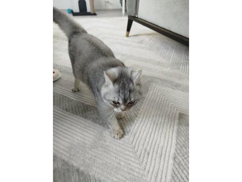 5 aylık yavru british shorthair erkek kedimiz