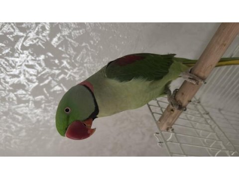 Evcil erkek alexander papağanı