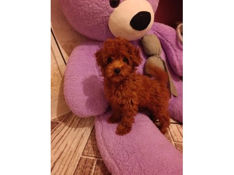 Toy poodle dişi