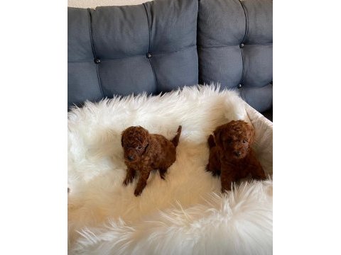 Kore toy poodle orjinal ev ortamında
