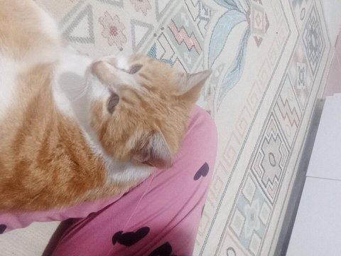 Hamile kedimiz sokakta yaşıyor yardım