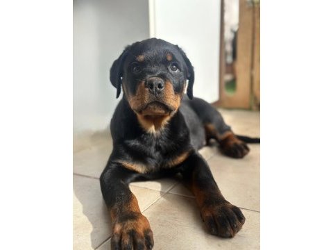 A şecereye sahip rottweiler yavrularım