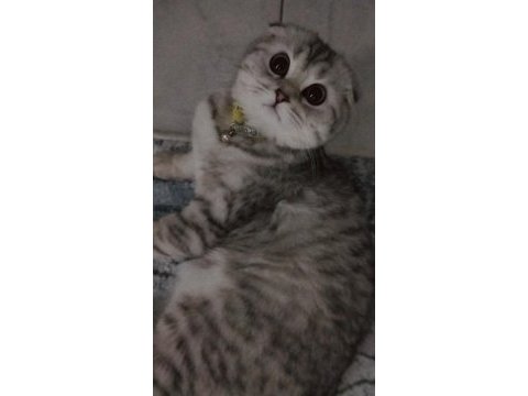 Göz bebeği scottish fold kedimiz