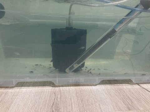 Mpanga ciklet yavrusu 60 adet vardı 1,5 2 cm