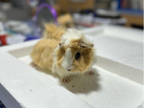 Ginepig ailesi