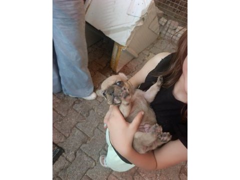 Dişi french bulldog yavrumuz