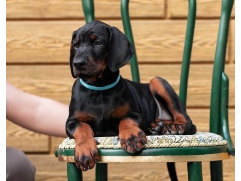 Evinizin neşesi doberman bebişler her yere kapıda öde