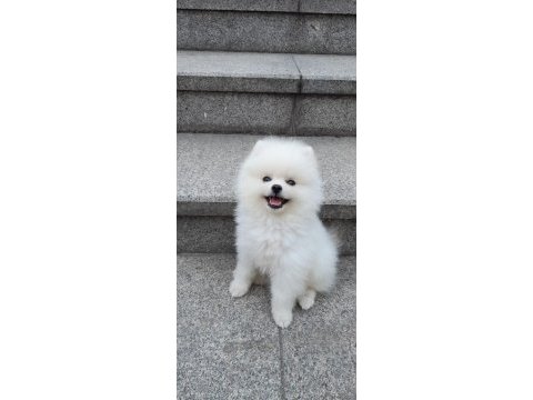 7 aylık pomeranian erkek