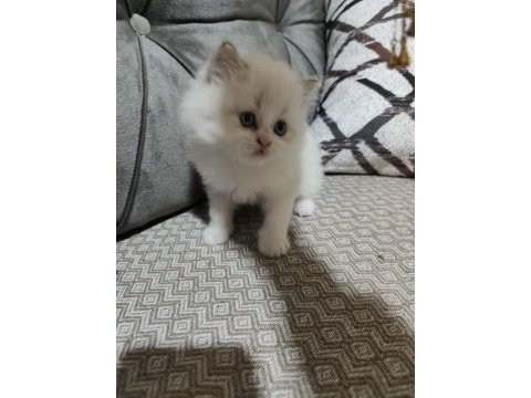 2 aylık bebek kediler