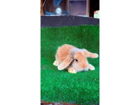 Safkan hollanda lop ve cüce tavşan yavrular