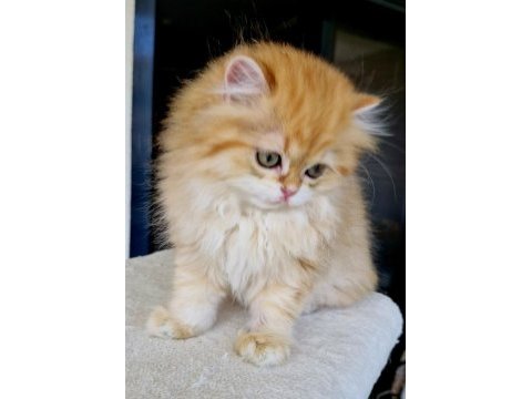 Safkan bebek blh british longhair