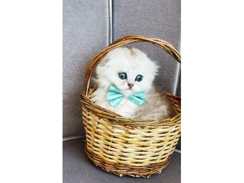 Scottish fold erkek