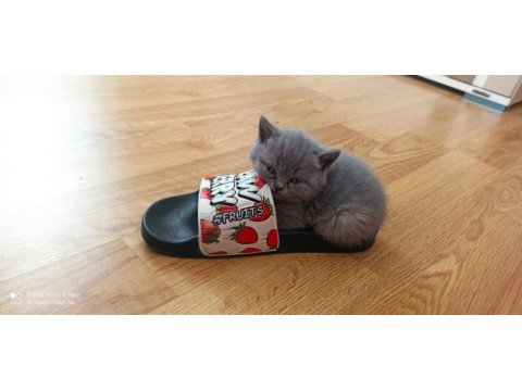 British shorthair yavrular