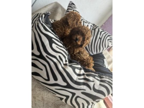 Kg garantili toy poodle yavrularım