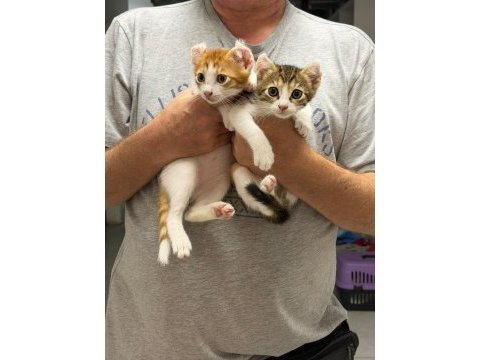 2 aylık calico cinsi bebek