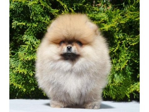 Dişi pomeranian boo yavrularımız