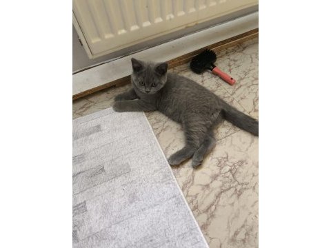 British shorthair yavru kediler