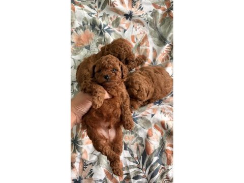 Toy poodle yavruları