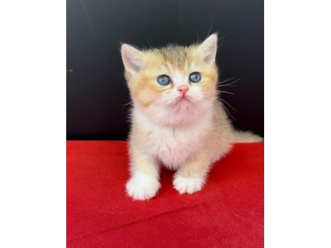 34 yıllık canpette silver gold blue british yavrular