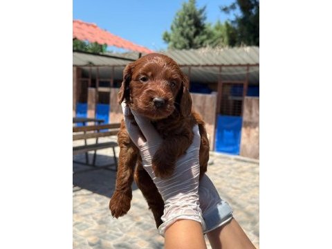 Maltipoo yavrularımız büyüdü