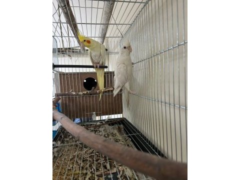 Albino sultan papağanı