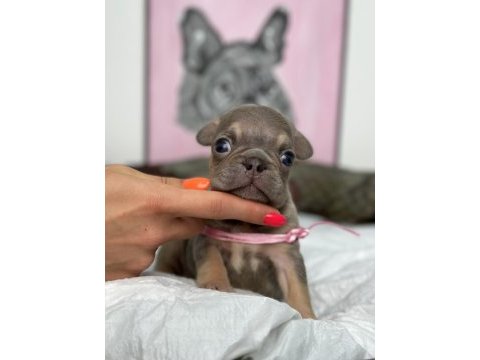Full exotic üst düzey french bulldog yavrularım