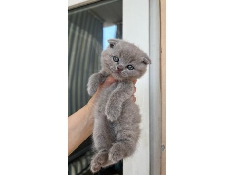 Brıtısh shorthair kedisi antalya