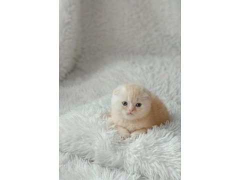 Ayı surat top kafa crema scottish fold