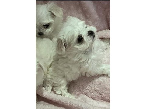 50 günlük kif a seçere maltese bebekler