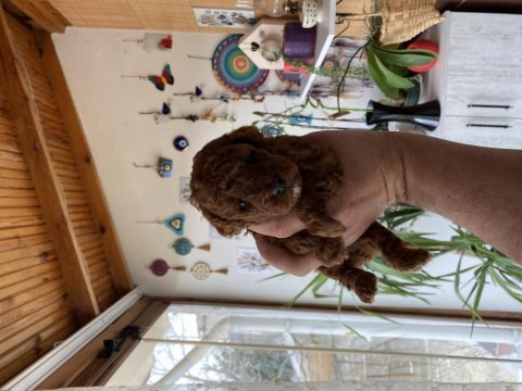 Safkan red brown toy poodle
