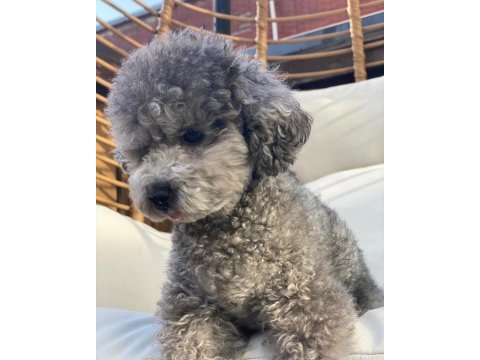 Original toy poodle yavrularımız özel renk