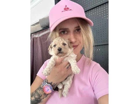 Maltipoo yavrularımız