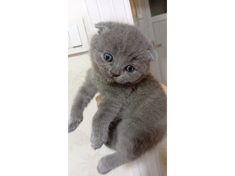 2 aylık eğitimleri tam güzel yavru british shorthair