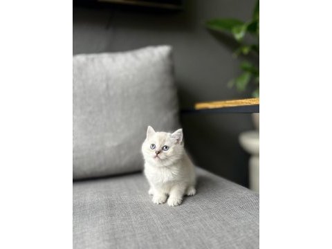 Brıtısh shorthair sılver yavrularım 