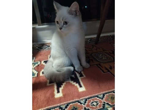 Dişi british shorthair 5.5 aylık acil