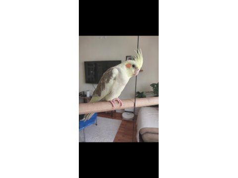 4 aylık erkek sultan papağanı