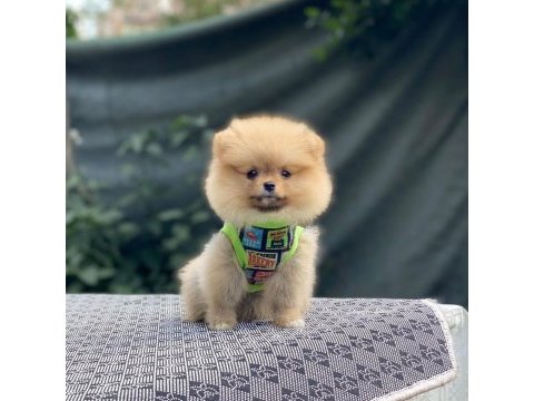 Pomeranian boo köpeğimiz