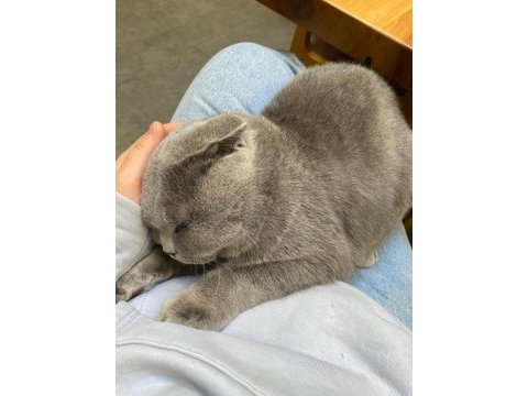 Scottish fold kedim smile